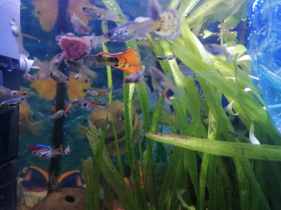 Gupiki z domowej hodowli