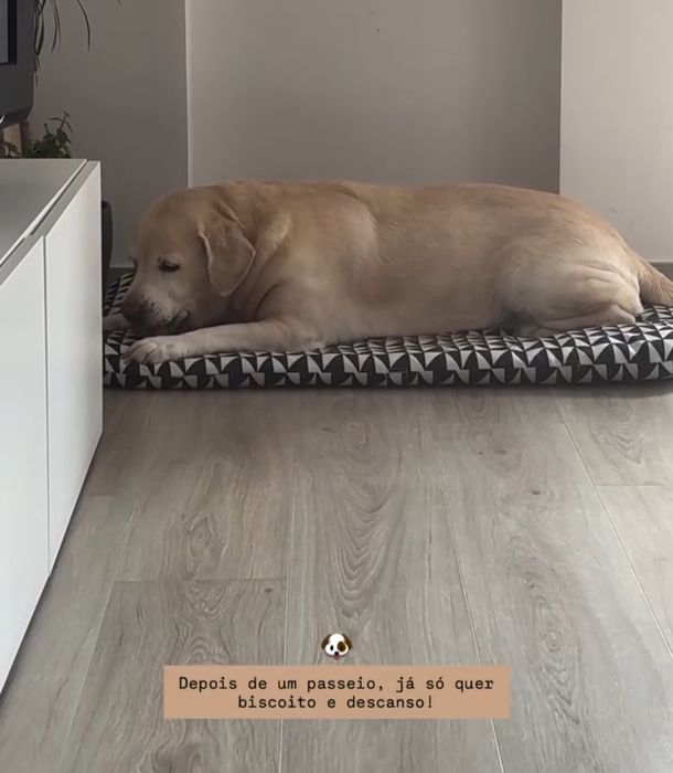 Petsitting na zona de Cascais