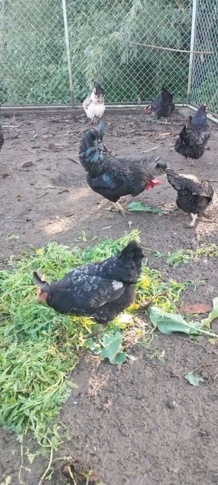 Vendo casal de galináceos