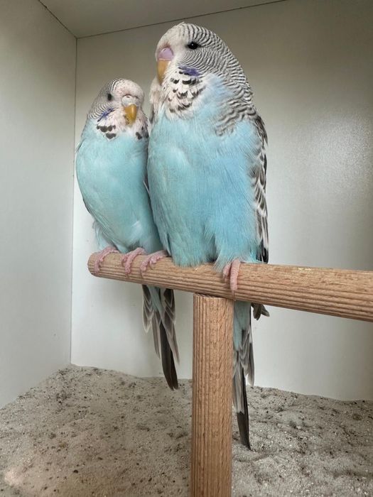 Casais de periquitos ingleses