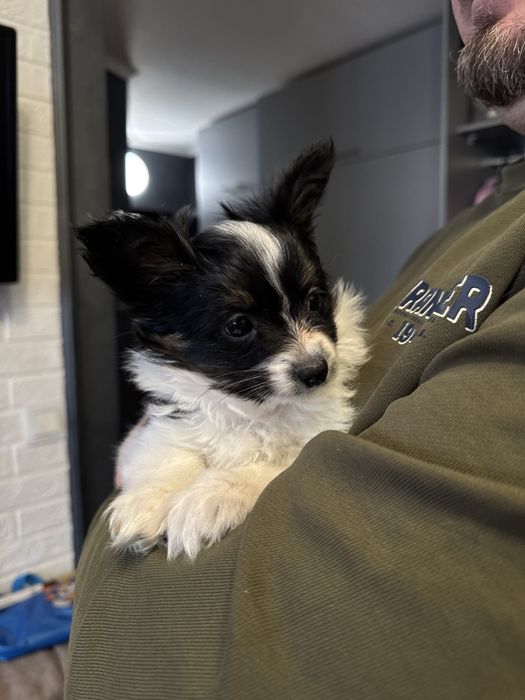 Папійон дівчинка