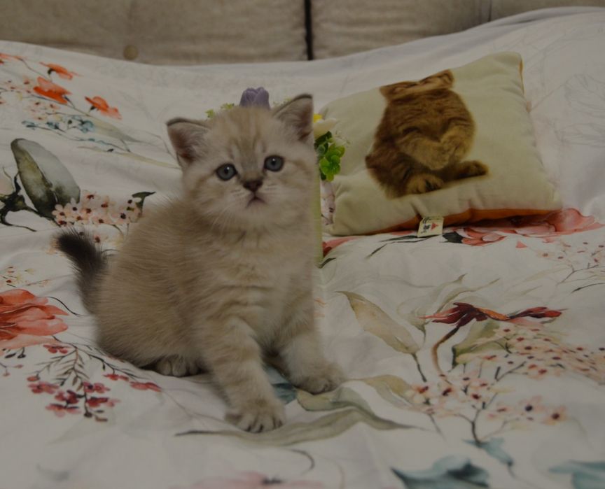 Котята шотландські