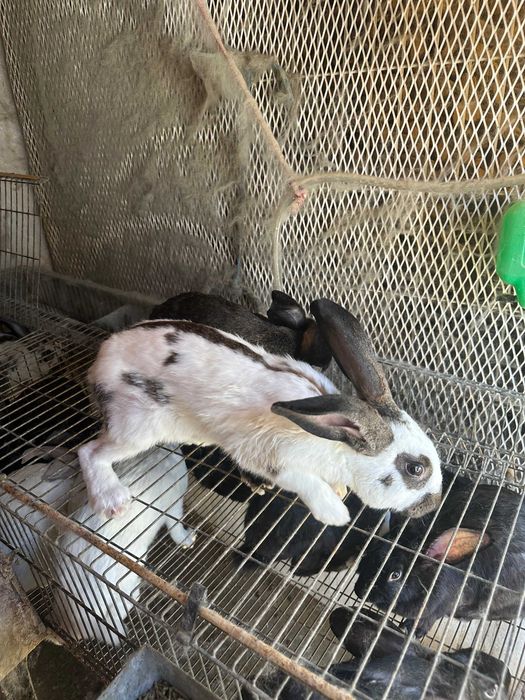 Vendo coelhos de raça borboleta e Nova Zelândia