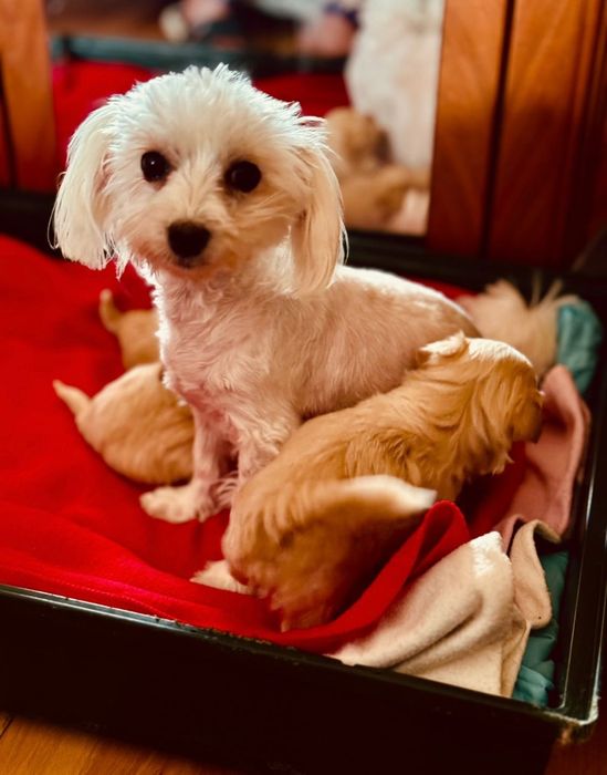 Maltipoo suczka, pudel toy-maltańczyk badania genetyczne