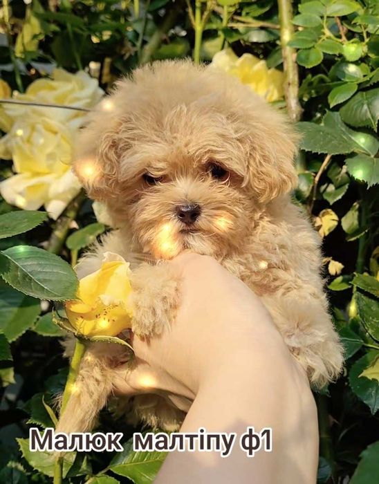 Малюк мальтіпу ф1.Суперовий хлопчик
