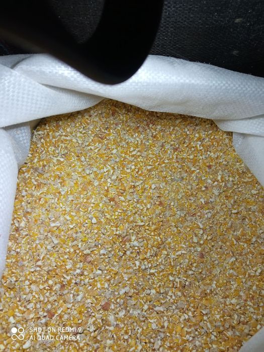 Kukurydzą  czerwona drobna  oraz kukurydzą grubo / drobno mielona