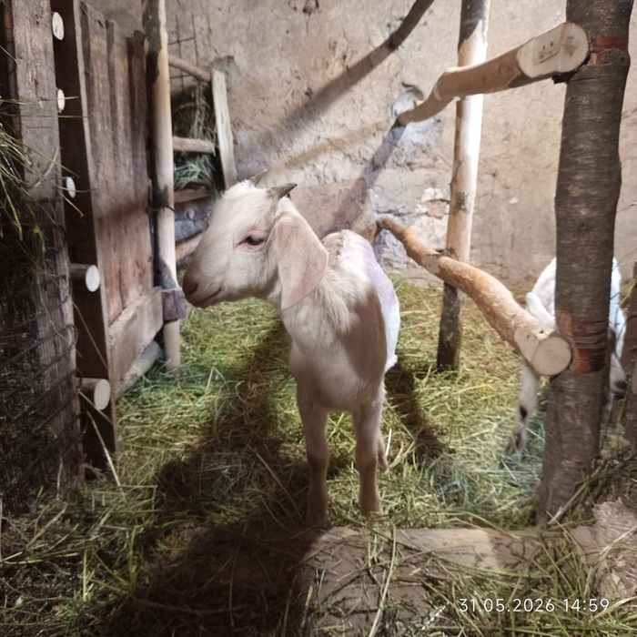 Продам козлят козенят козочкі