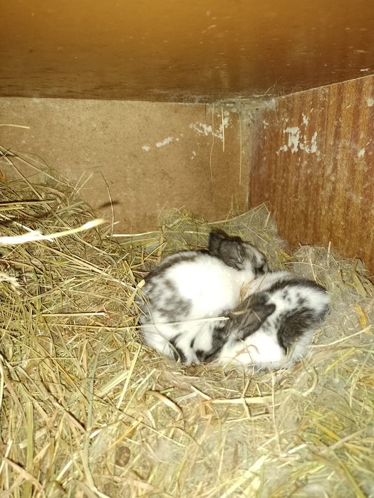 Sprzedam młode króliki