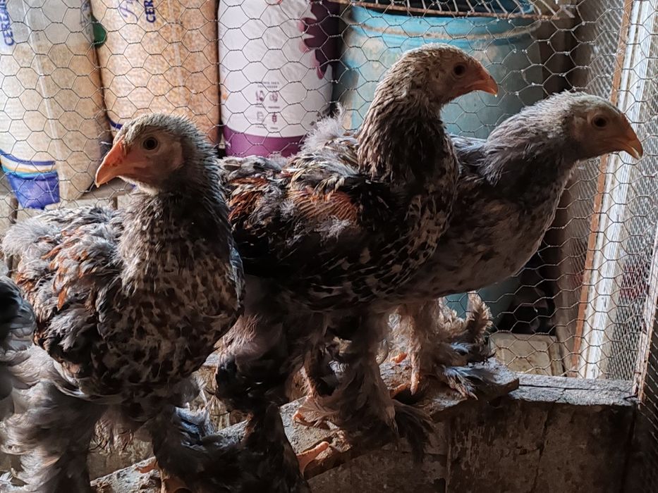 Galos Brahmas juvenis 26