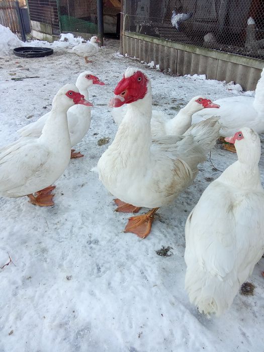 Качки шипуни на продаж