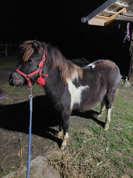 Sprzedam kucyka ogierka!