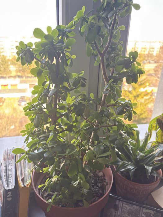 grubosz jajowaty Crassula ovata