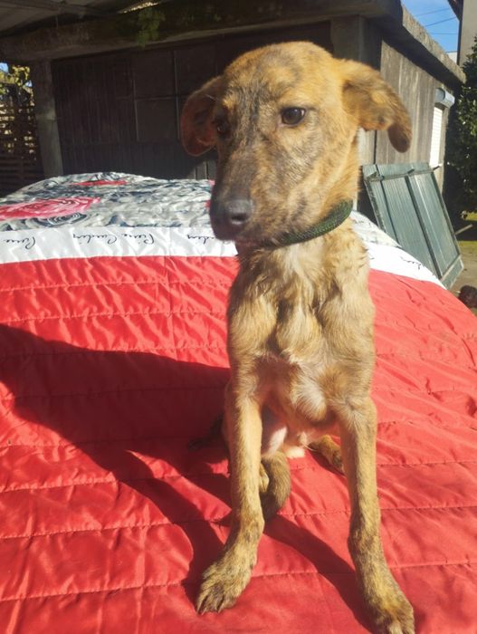 Caramelo para adoção muito responsável