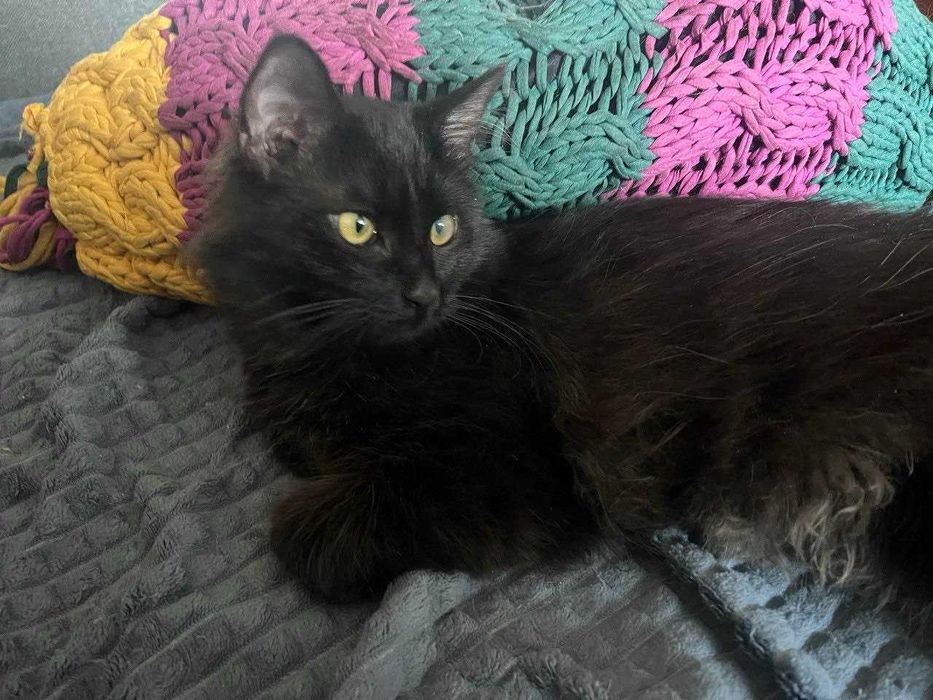 Пухнастий котик шукає сім'ю