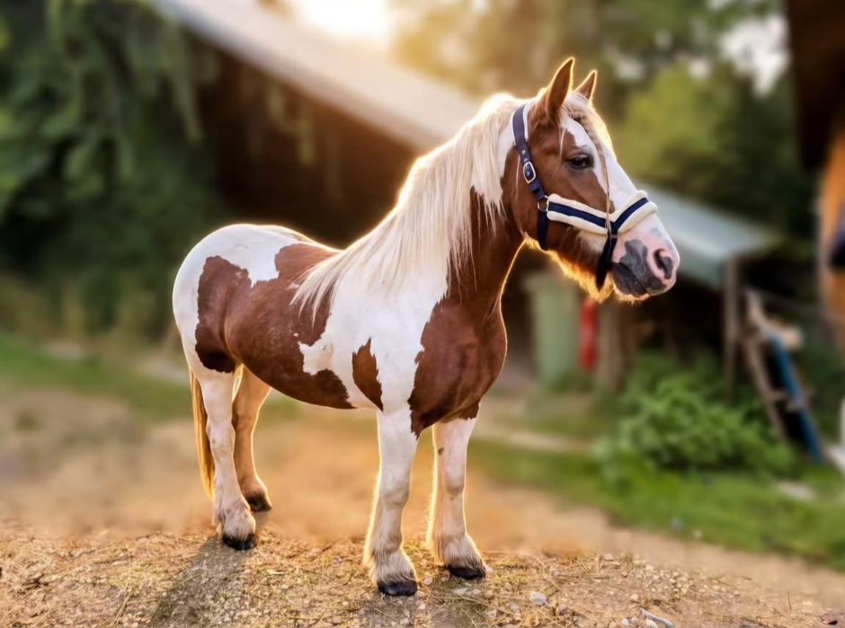 Klacz rasy irish cob 6 lat, zajeżdżona, wysoka 155cm