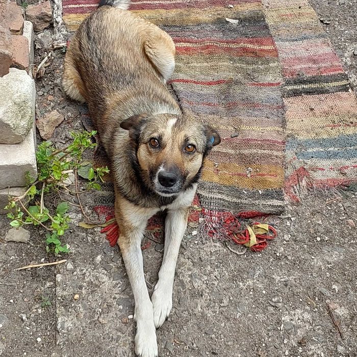 Собака Мая шукає нову родину