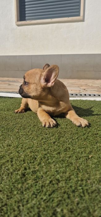Menino bulldog frances fawn
