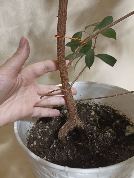 Лілі-Пілі, плодова рослина/ доросла рослина з фото