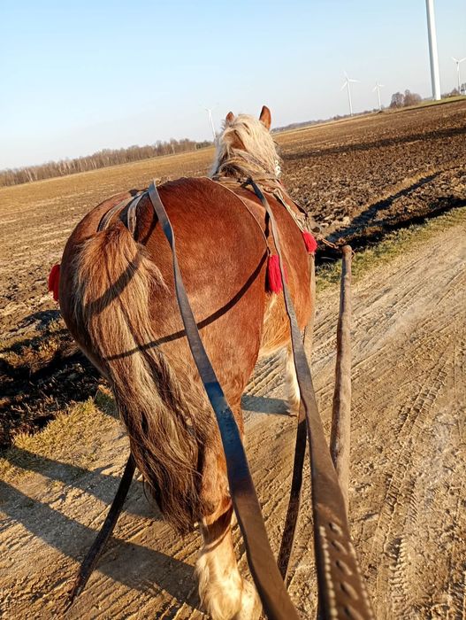 Sprzedam klacz polski koń zimnokrwisty