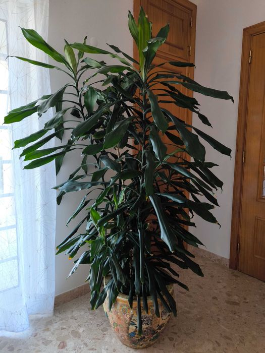 Super planta Dracaena Fragrans !