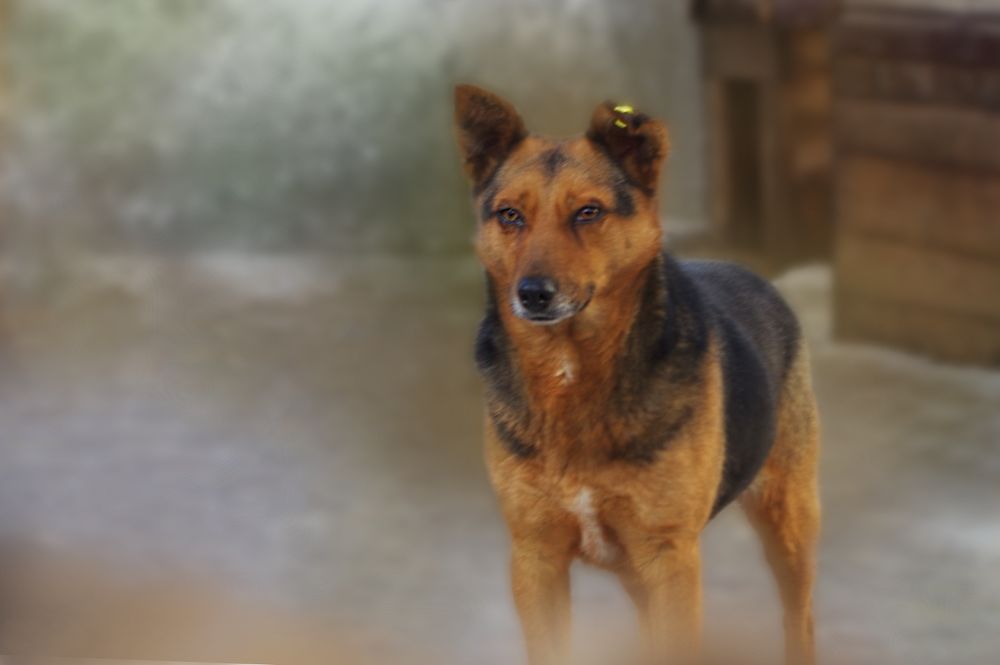 Стерилізовані собаки з притулку