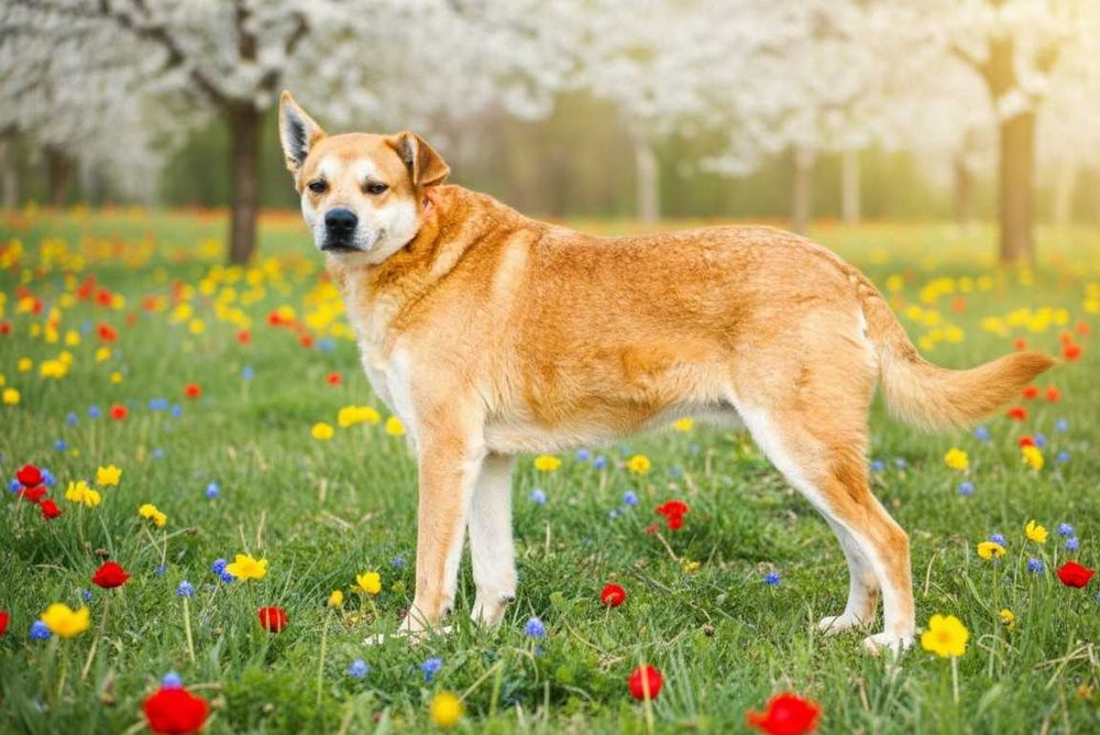 ARAN - piękny, energiczny pies prosi o dom