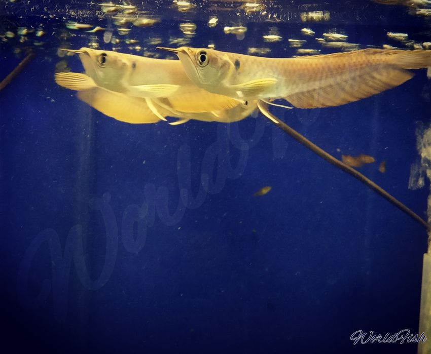 Аквариумные рыбки, мирные и неприхотливые, экзотические рыбки