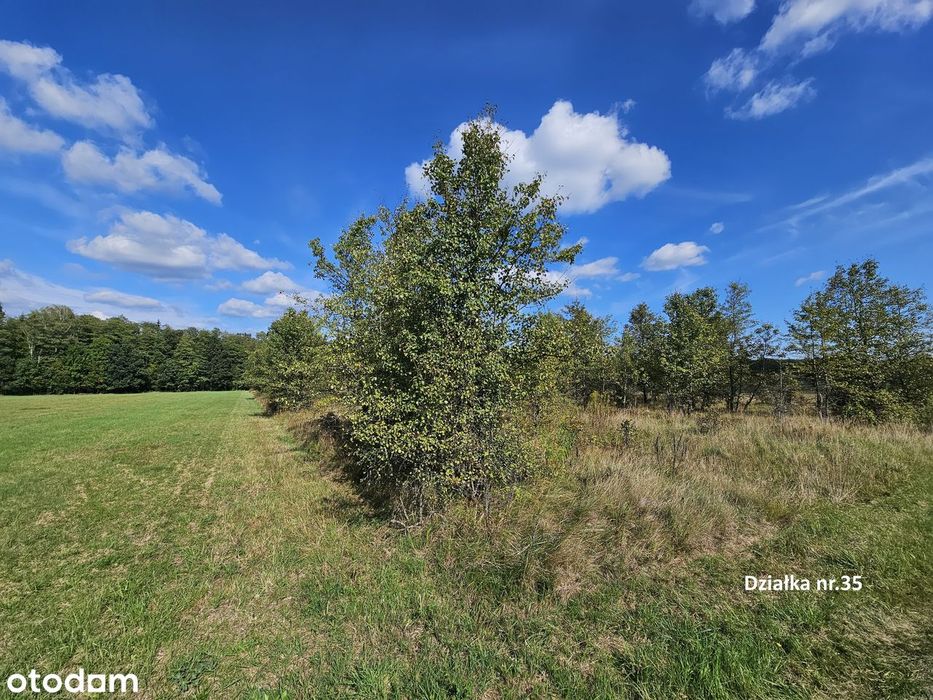Własne Miejsce W Puszczy Białowieskiej–Cisza, Natura I Off-Grid 0,56Ha