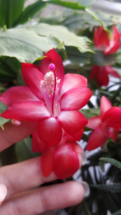 Різдвяник червоний, білий, помаранчевий Шлюмбергера Зігокактус