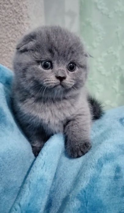 Bebé Scottish fold blue
