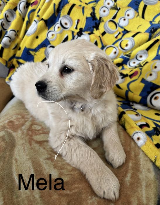 Piekna sunia golden retriever do odbioru