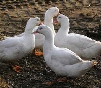 Kaczki młode pisklęta różne dowóz gratis