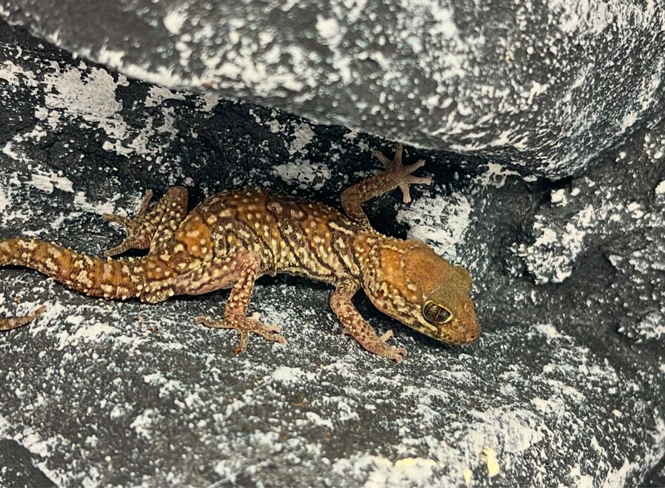 Gekon madagaskarski gekony madagaskarskie nie lamparci Katowice