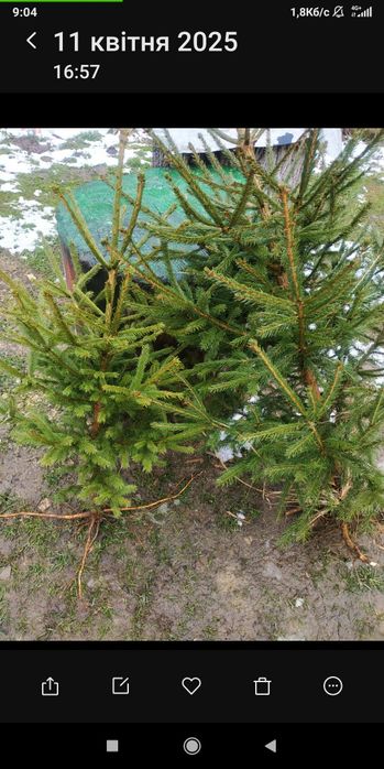 Саджанці  берези смереки різного розміру дешево можна доставити д