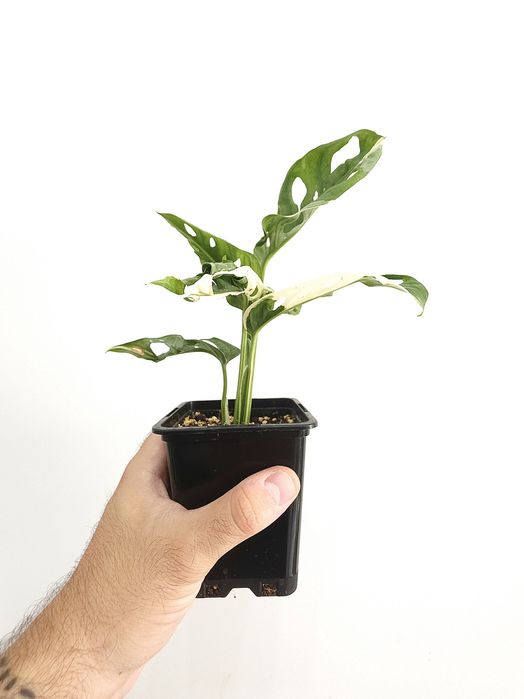 Monstera Adansonii variegata