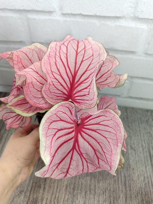 Каладіуми /Монстера Тайське Сузір'я