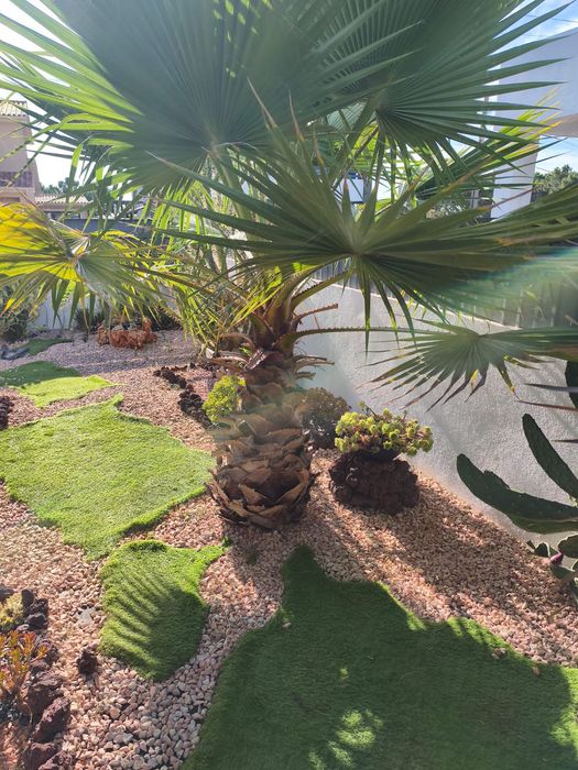 Plantas de Jardim Variadas