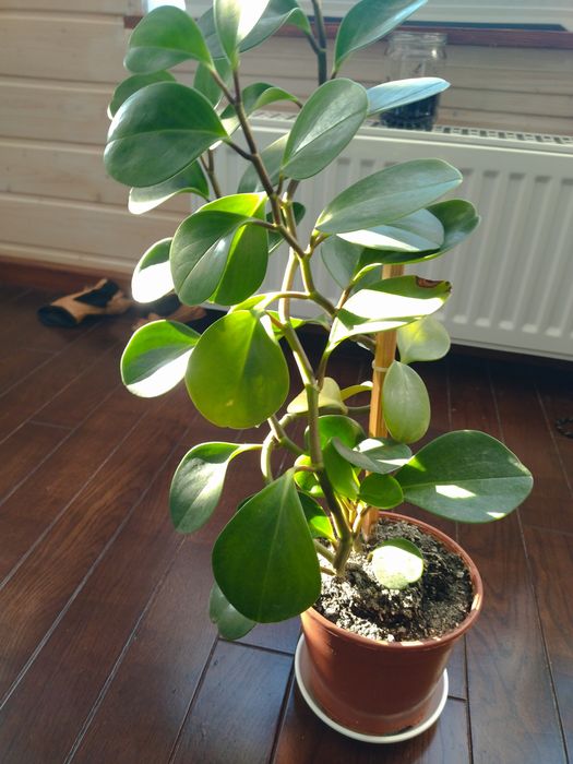 Квiти по 40 грн саженци