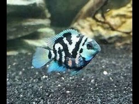 Papagaio Tiger Blue Sapphire Amphilophus citrinellus