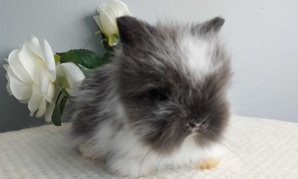 Domowe króliczki karzełki FluffyTeddy