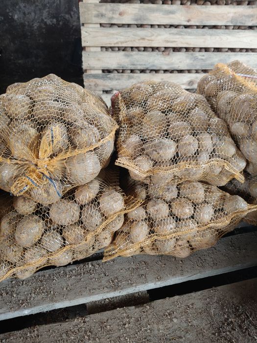 Ziemniaki irga oraz wielkości sadzeniaka