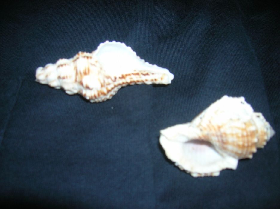 Ракушки для аквариума