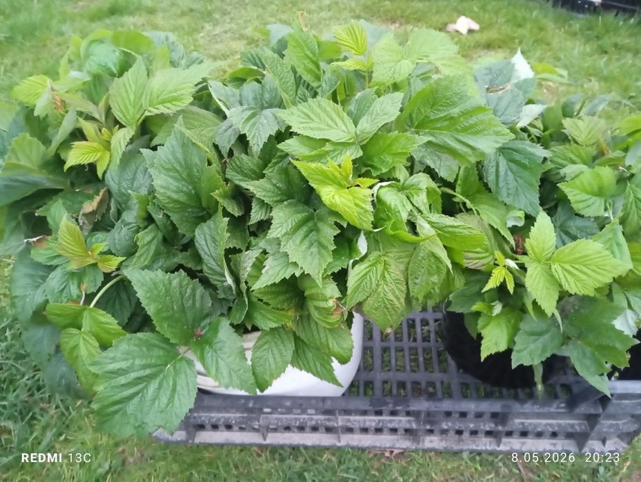 Maliny późne sadzonki