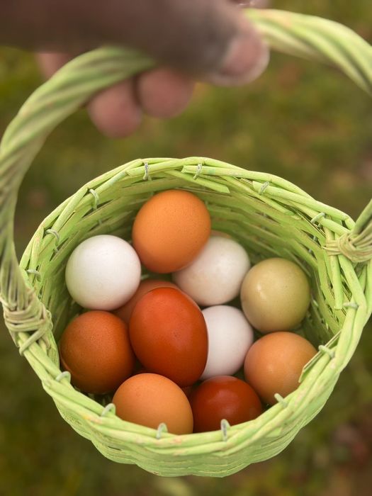 Ovos caseiro de galinhas criadas soltas