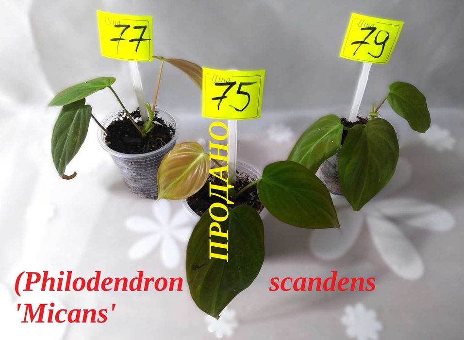 ‼️Колекція епіпремнумів/сциндапсусів