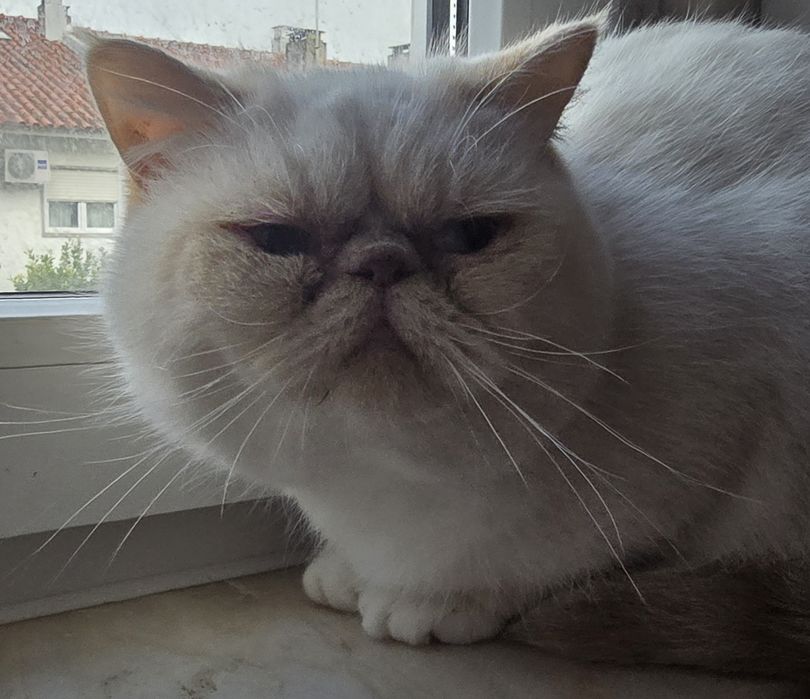 Himalaia red point flat face