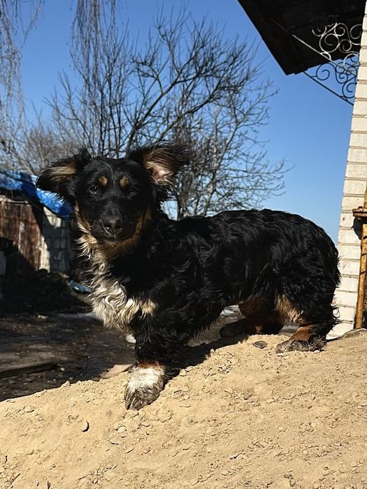 Собака пес цуценя дівчинка стерилізована
