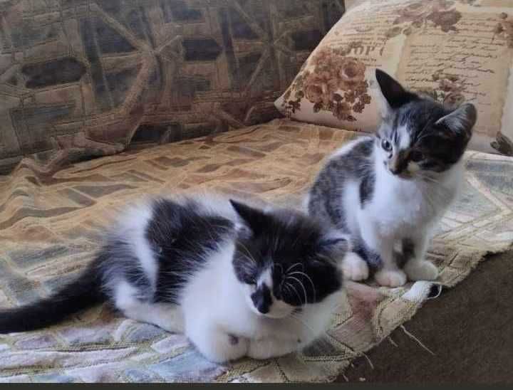 Грайливі, ласкові кошенята в добрі , надійні руки