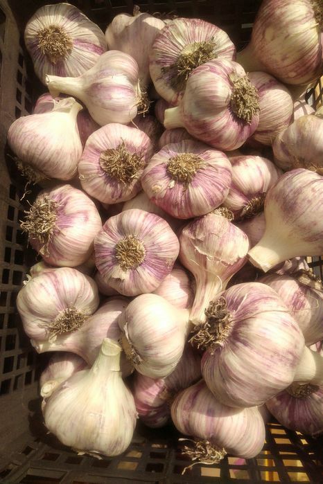 Czosnek ogorki, wedliny 1kg