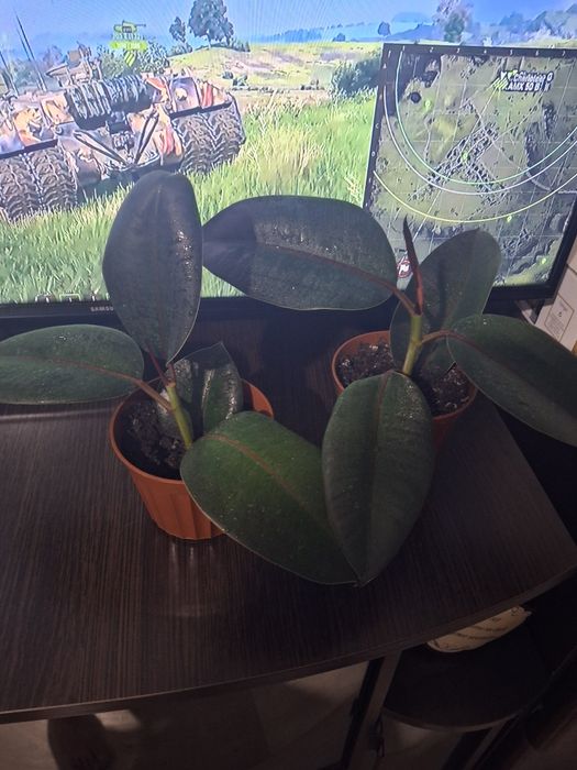 Фікус ,дуже бистро росте.